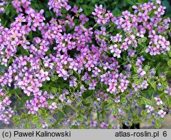 Aethionema rhodopaeum