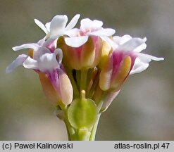 Aethionema saxatile (skrzydlinka skalna)