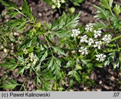 Aethusa cynapium ssp. segetalis (blekot pospolity polny)