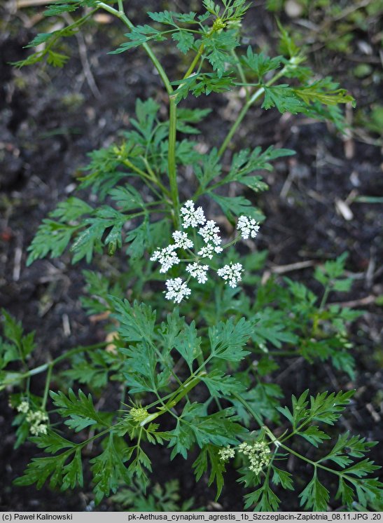 Aethusa cynapium ssp. segetalis (blekot pospolity polny)