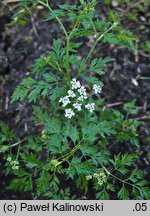 Aethusa cynapium ssp. segetalis (blekot pospolity polny)