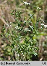 Aethusa cynapium ssp. segetalis (blekot pospolity polny)