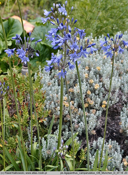 Agapanthus campanulatus (agapant dzwonkowaty)