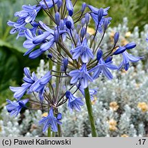Agapanthus campanulatus (agapant dzwonkowaty)