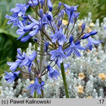 Agapanthus campanulatus (agapant dzwonkowaty)