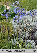 Agapanthus campanulatus (agapant dzwonkowaty)