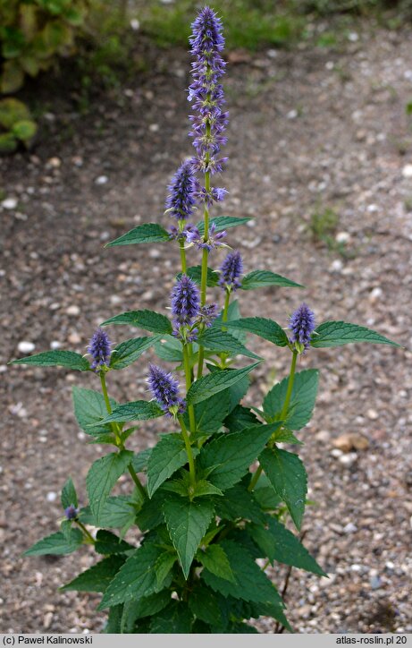 Agastache foeniculum (kłosowiec fenkułowy)