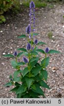 Agastache foeniculum (kłosowiec fenkułowy)