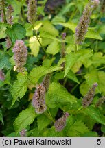 Agastache foeniculum (kłosowiec fenkułowy)