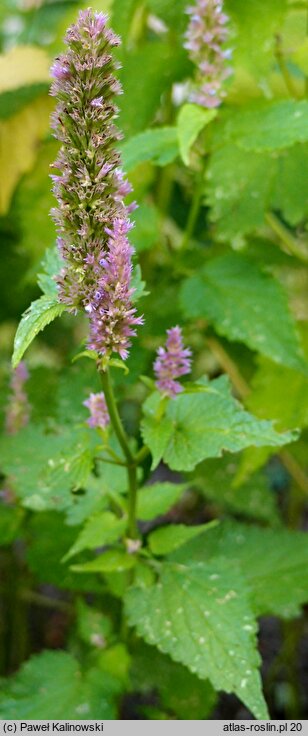 Agastache mexicana (kłosowiec meksykański)