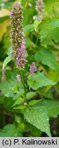 Agastache mexicana (kłosowiec meksykański)