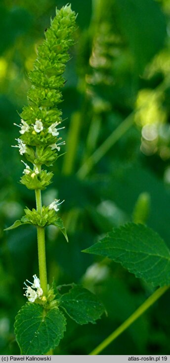 Agastache nepetoides (kłosowiec kocimiętkowy)