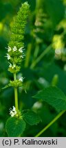 Agastache nepetoides (kłosowiec kocimiętkowy)