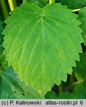 Agastache nepetoides (kłosowiec kocimiętkowy)