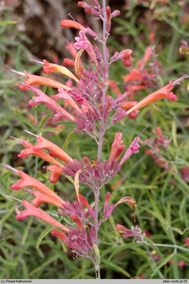 Agastache rupestris