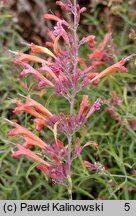 Agastache rupestris