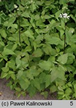 Ageratina aromatica