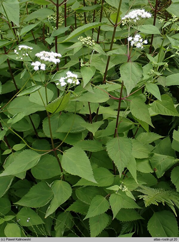 Ageratina aromatica