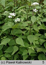 Ageratina aromatica