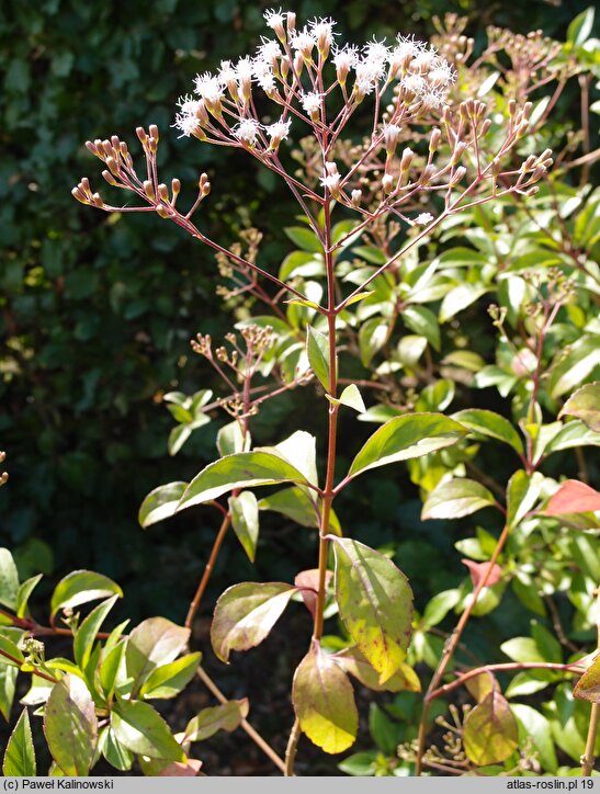 Ageratina occidentalis