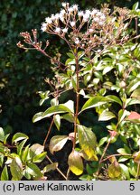 Ageratina occidentalis