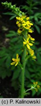 Agrimonia japonica (rzepik japoński)