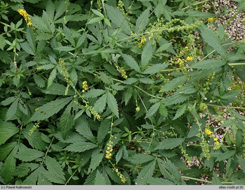 Agrimonia japonica (rzepik japoński)