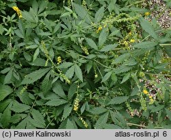 Agrimonia japonica (rzepik japoński)