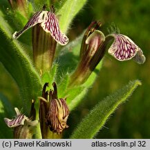 Ajuga laxmannii