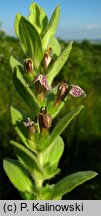 Ajuga laxmannii