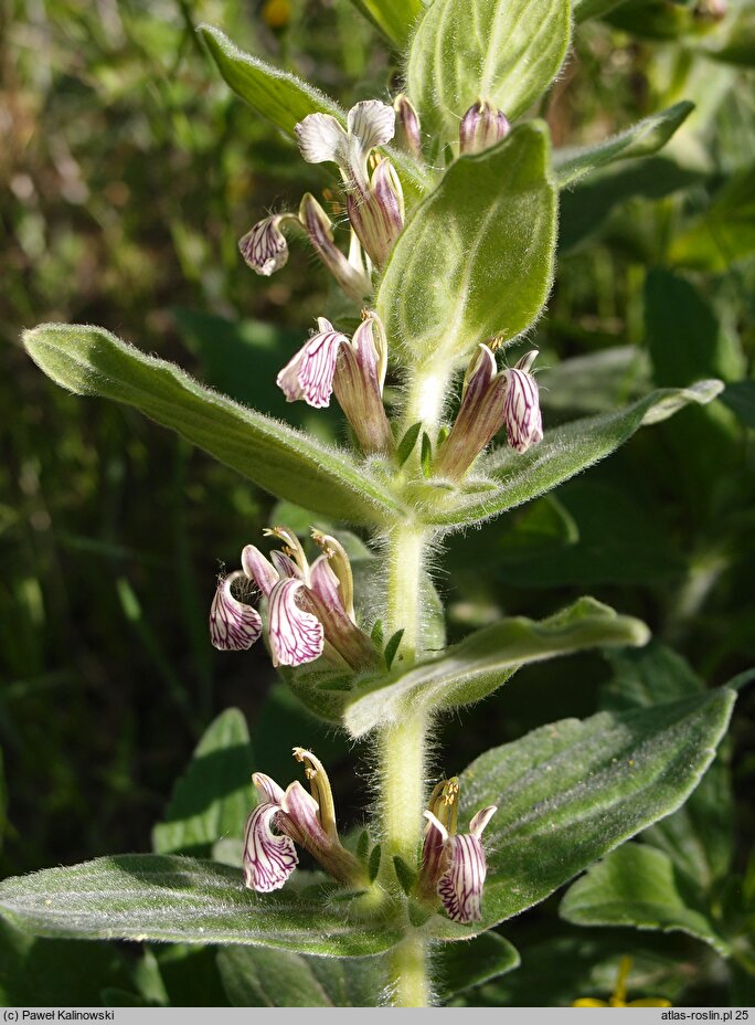 Ajuga laxmannii