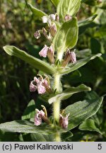 Ajuga laxmannii