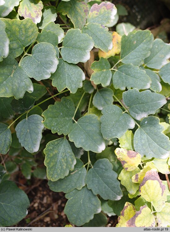 Akebia trifoliata (akebia trójlistkowa)