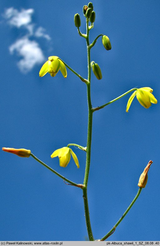 Albuca shawii