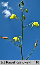 Albuca shawii