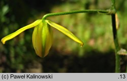 Albuca shawii