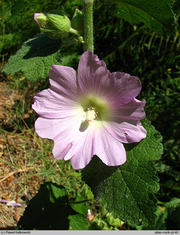 Alcea biennis