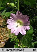 Alcea biennis