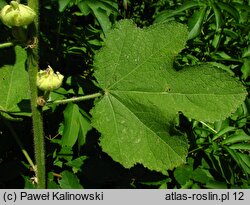 Alcea biennis