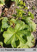 Alchemilla glomerulans