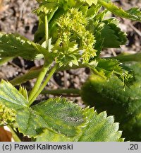 Alchemilla glomerulans