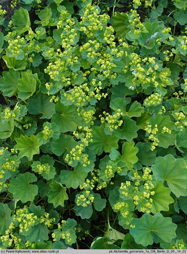 Alchemilla gorcensis (przywrotnik gorczański)