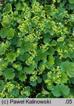 Alchemilla gorcensis (przywrotnik gorczański)