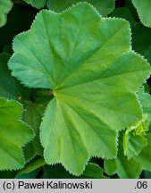 Alchemilla gorcensis (przywrotnik gorczański)