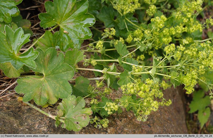 Alchemilla wichurae (przywrotnik Wichury)