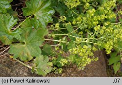 Alchemilla wichurae (przywrotnik Wichury)