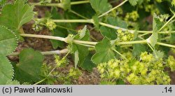 Alchemilla wichurae (przywrotnik Wichury)