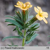 Alkanna primuliflora (alkanna pierwiosnkowata)