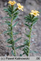 Alkanna primuliflora (alkanna pierwiosnkowata)