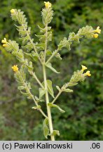 Alkanna primuliflora (alkanna pierwiosnkowata)